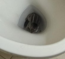 Ну вообще то,судя по продольным полоскам на спине, это и есть бурундук, а не белочка.