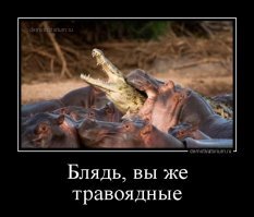 10 самых агрессивных животных на планете