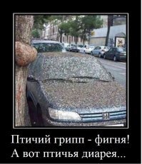 Трапезу сотен диких попугаев запечатлели в австралийском заповеднике