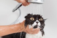 Смешные твиты, смс и комментарии из социальных сетей
