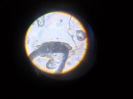 Кто то кого то жрет похоже. Но они не двигаются.