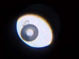 В аквариумной воде оказалось довольно много таких штук. Вот уже при увеличении 640.