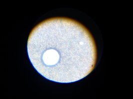 А вот, буквально на глазах, снизу начал расти ещё один "питомец")))