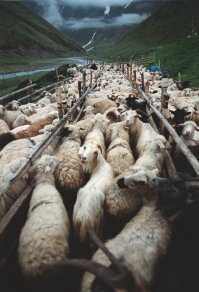 Власти превратили метро в очаг распространения инфекции. Реакция соцсетей