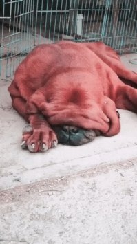 Не удивлюсь если кличут его "Вий"...