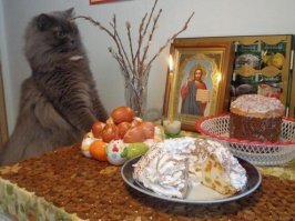 Как коты переживают самоизоляцию хозяев