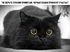 что бы человечество без них делало....