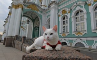 а эрмитажные коты?