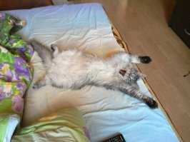 15 угарных снимков, которые усатые и хвостатые сделали незабываемыми