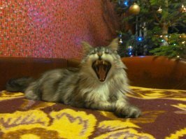 15 угарных снимков, которые усатые и хвостатые сделали незабываемыми