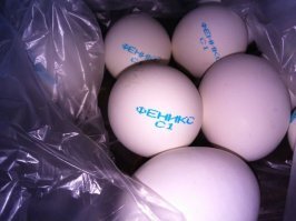 Яйцо Феникса