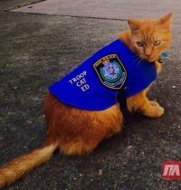 Мэр, шпион, композитор: необычные профессии котов