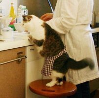 Мэр, шпион, композитор: необычные профессии котов