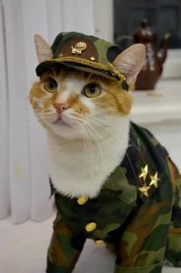 Мэр, шпион, композитор: необычные профессии котов