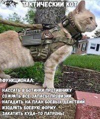 Мэр, шпион, композитор: необычные профессии котов
