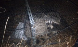 У нас, в краболовку, вот такой "краб" попался. :) 

Сам пришел, сам ушел, но пофотографировать мы успели.