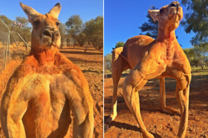 Прикольные и смешные картинки