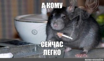 Крыса способная удивить