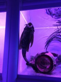 Кто такую гадость вам сказал ? вот фото 4 с половиной года с момента покупки . Год и 2 месяца анцитрус выпростает почти на 7 см . Видать плохо с аквариумом дружите .  У меня сейчас только одна банка работает вторую на 300 литров пришлось слить . Лежал долго в больнице а до рыб и фильтров не кому дела не было  Посмотрите на фото девочки . Фотки мои .