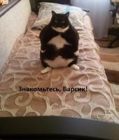 Не "знакомьтесь, Барсик", а целуй лапу, кожаный мешок!