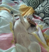 Прикольные и смешные картинки