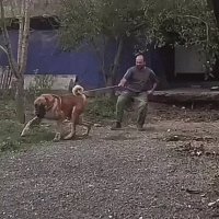 Он же только понюхает, да?