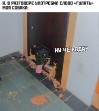 Прикольные и смешные картинки