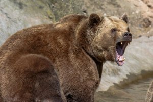 только не забывайте, что этот пушистик с бусинками глазками вырастет в машину для убийства...