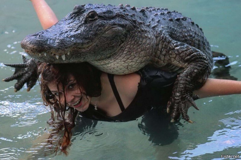 "Крокодил залез на гальку"  анекдот про Вовочку
