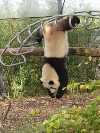 Здесь где-то рядом должна быть красная панда. Или гусь.