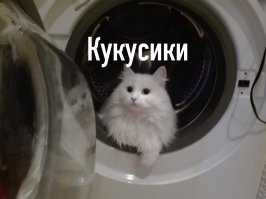 Моя красавица. подобрали с улицы