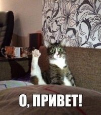 Прогуливающаяся по дивану кошка забавно поприветствовала хозяина