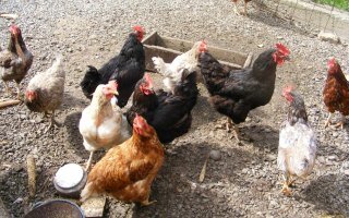 Смешные картинки