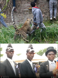 Леопард: Тактика смертельных атак кошки-невидимки