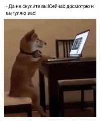 Любимые, но запретные кошачьи места