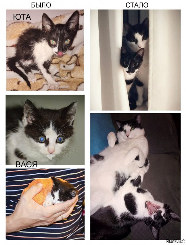 25 фотографий кошек до и после того, как их подобрали с улицы