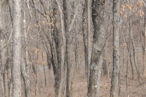 Леопард: Тактика смертельных атак кошки-невидимки