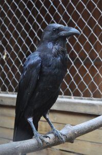 На какого больше похожа эта скульптура?