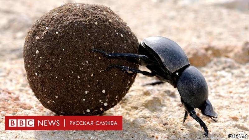 "Жук на ходу" - это вот...