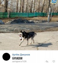 Подумайте несколько раз, прежде чем заводить хаски в квартире