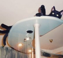 У нас тоже есть одна шкода - Чернышом зовут: беспорядки может круглосутчно наводить. Когда устаёт бардак устраивать, приходит ко мне или к супругу на плечи отдыхать.