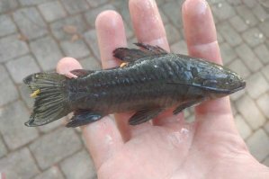 Странное существо на берегу пруда смутило питерских рыбаков