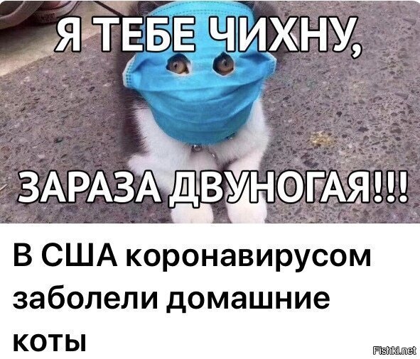 Мастера блин заголовков. Открою секрет у кошек и собак есть свои кароновирусы и они ими болеют. Но вот человеку они не опасны. Ка и кароновирус человека не опасен для кошек и собак.