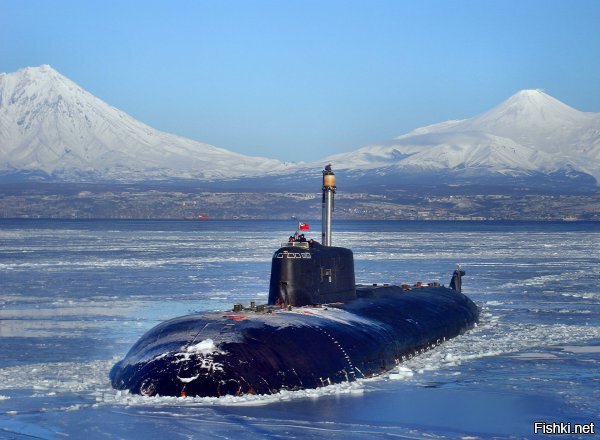 Касатка, притаилась и поджидает лося, чтобы пообедать им.