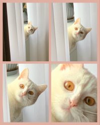 Сделала недавно из фото нашей кошки такой вот мемчик)