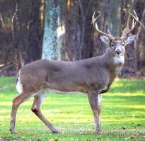 Факты, которые кажутся полным бредом, но на самом деле являются правдой