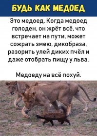 Их боятся даже львы: 12 хищников не смогли справиться с медоедом