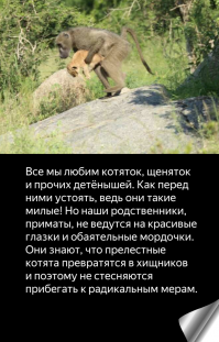 Жирафиха против львицы: смертельная схватка