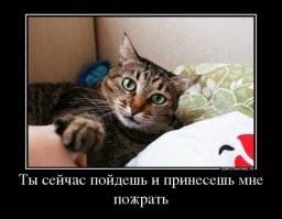 Прикольные и смешные картинки
