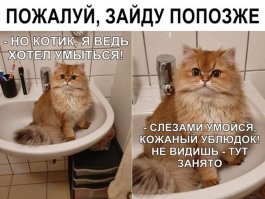 Прикольные и смешные картинки